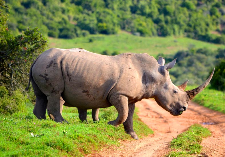 Gorumara National Park
